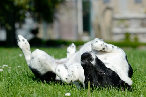 Schwarz weißer Hund