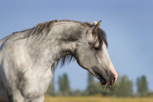 Portarait of grey horse
