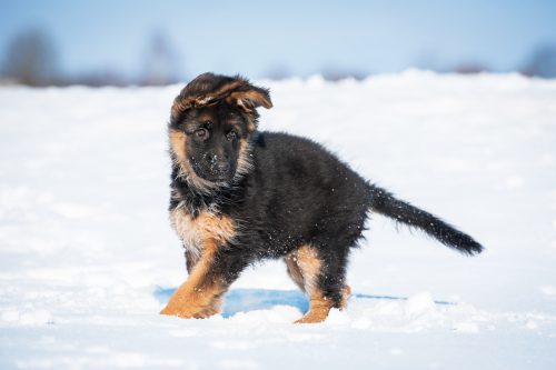 German shepherd puppy running in winter